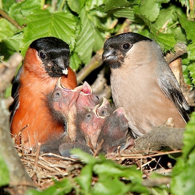 Birds Garden guesthouse Nid d'Iroise