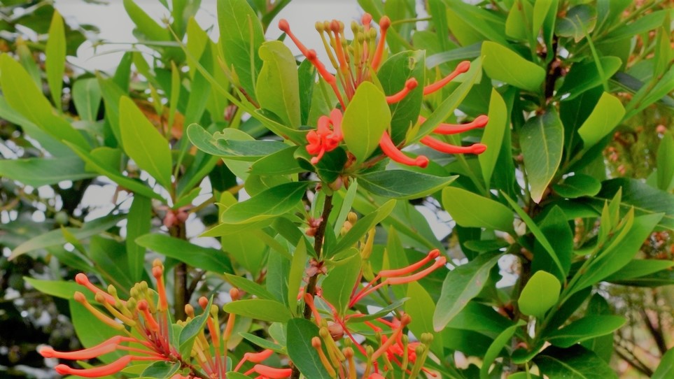 arbre à feu du Chili Jardin Le Nid d'Iroise