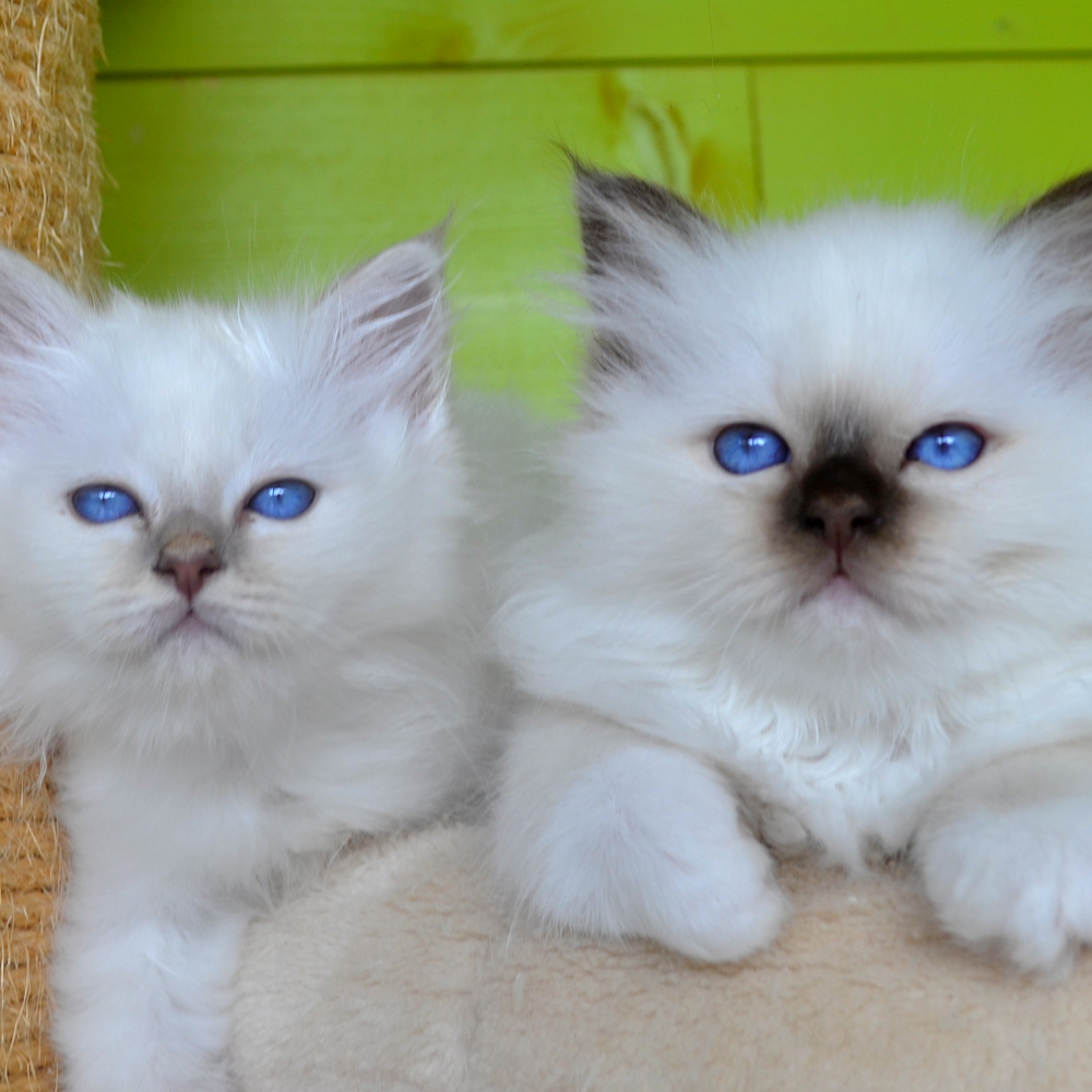 Birmans cattery Le Jardin d'Iroise