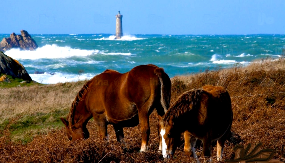 chevaux route touristique Le Nid d'Iroise