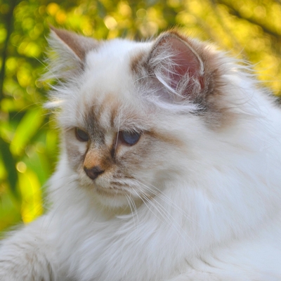 Birmans cattery Le Jardin d'Iroise