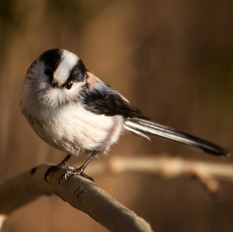 mésange jardin Le Nid d'Iroise