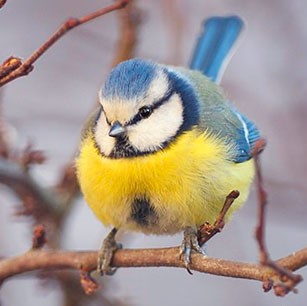 mésange jardin Le Nid d'Iroise