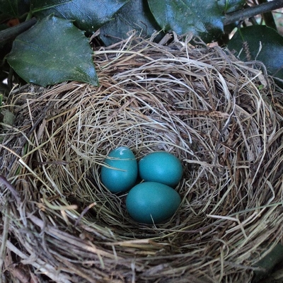 Birds Garden guesthouse Nid d'Iroise