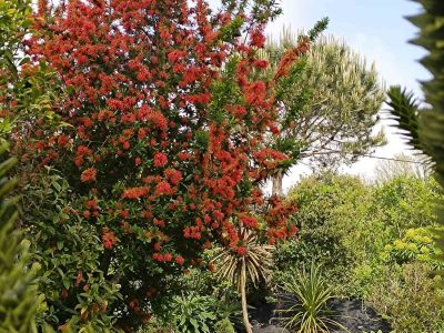 Arbre à feu du Chili