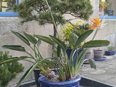 Jardin aux milles essences