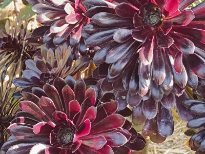 Jardin aux milles essences