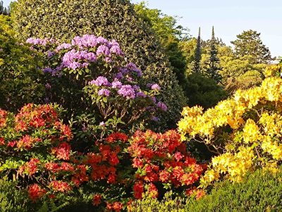 Jardin aux milles essences