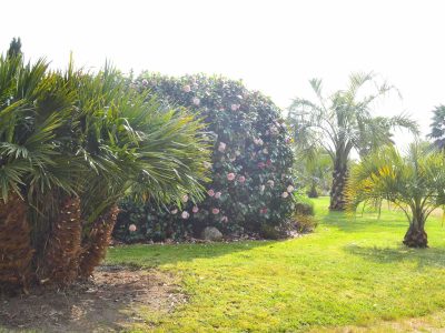 Palmiers Le Nid d'Iroise
