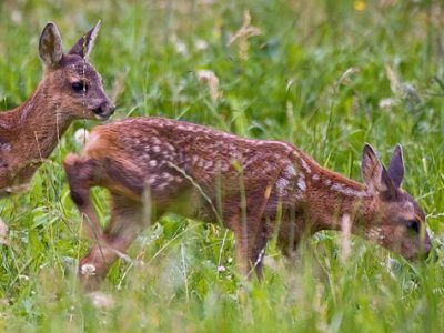 Visite des chevreuils dans le bois autour des cabanes
