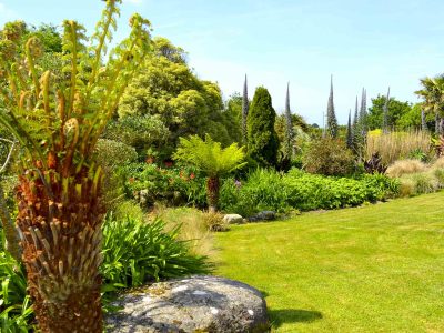 fougères arborescentes