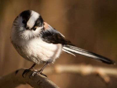 Visite des oiseaux dans le bois autour des cabanes