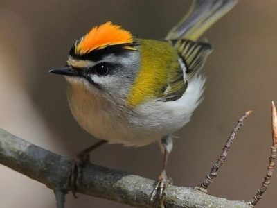 Visite des oiseaux dans le bois autour des cabanes